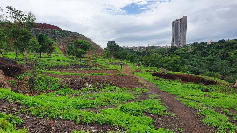Forêt de Kakimbo : un an après la grande campagne de reboisement, les résultats sont mitigés