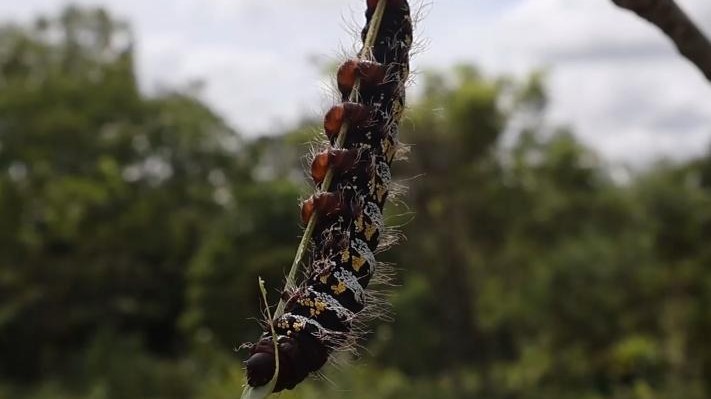 A Kankan, les chenilles ravageuses menacent les cultures et forcent les agriculteurs à se réorienter