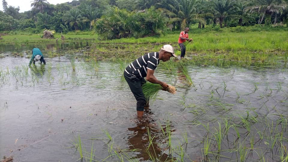 Kindia : entre micro et rizière, le double engagement d’Ismaël Khatia Sylla