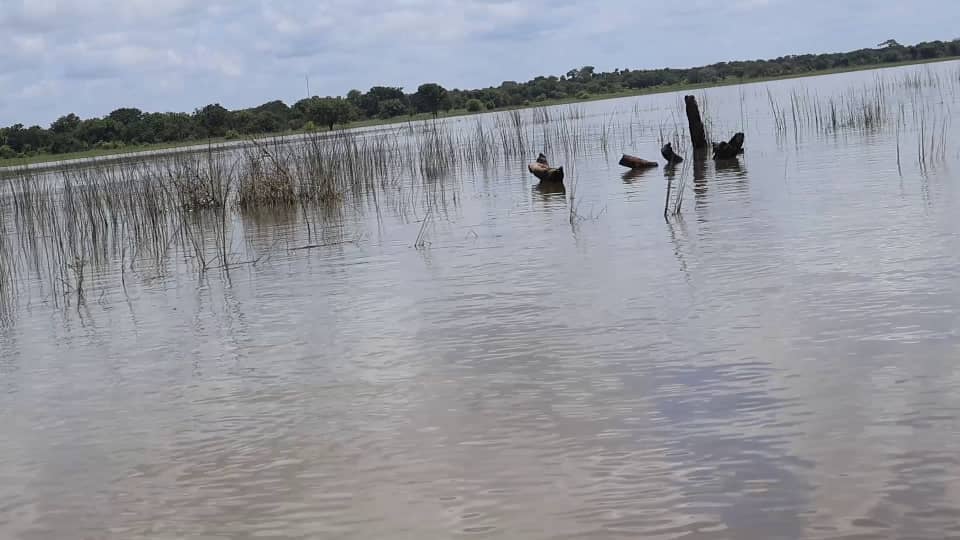 Kankan : des hectares de champs submergés à Sabadou, agriculteurs, transporteurs et commerçants appellent à l'aide
