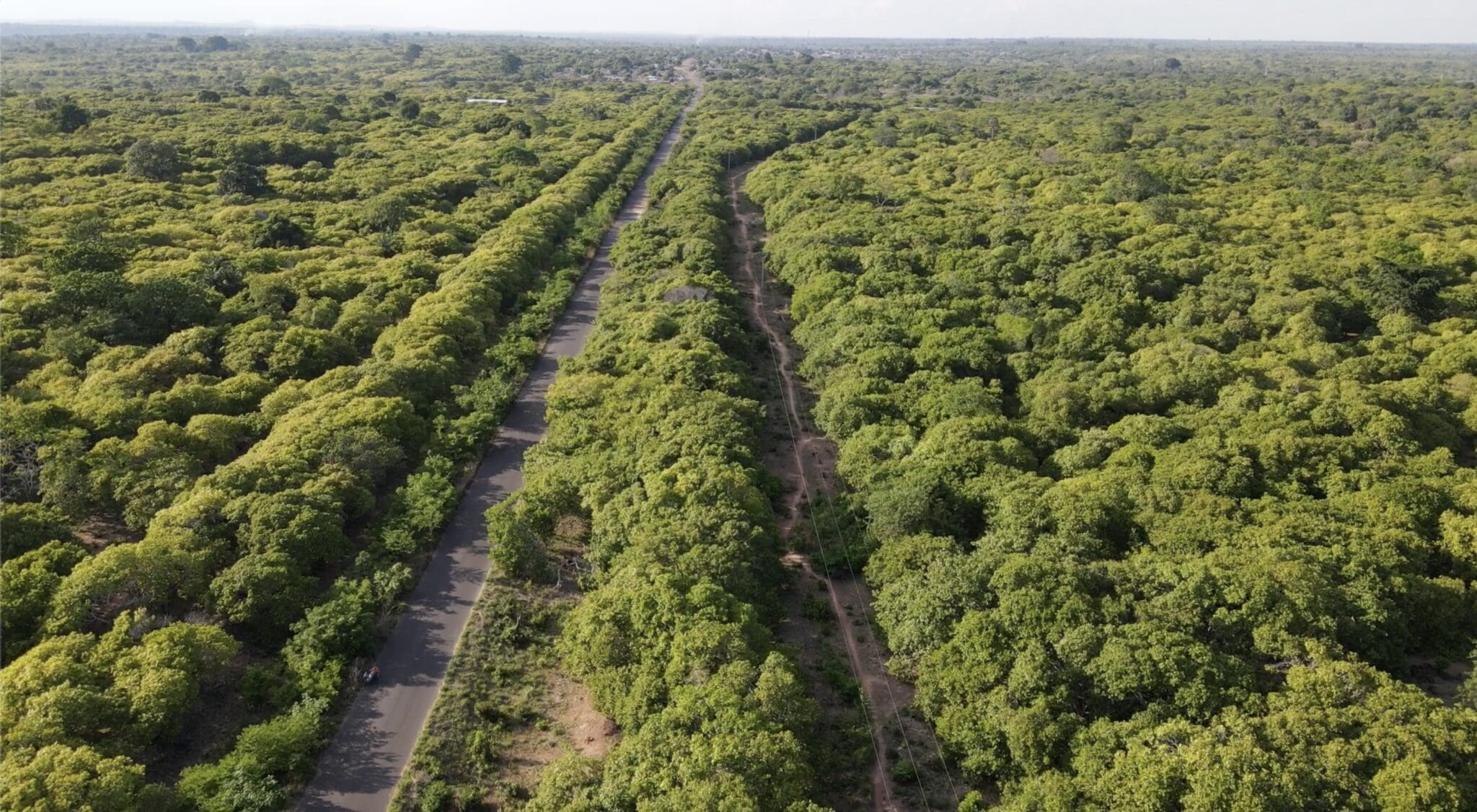 La culture de l'anacarde, un danger pour le sol et le climat !
