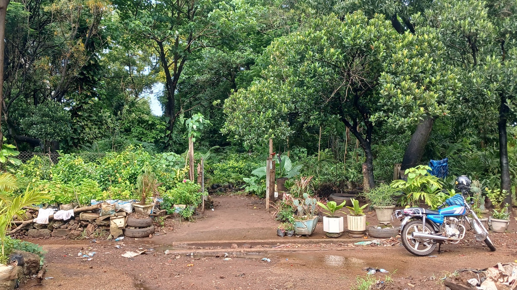 Forêts péri-urbaines à Conakry : comment les exploiter durablement ?